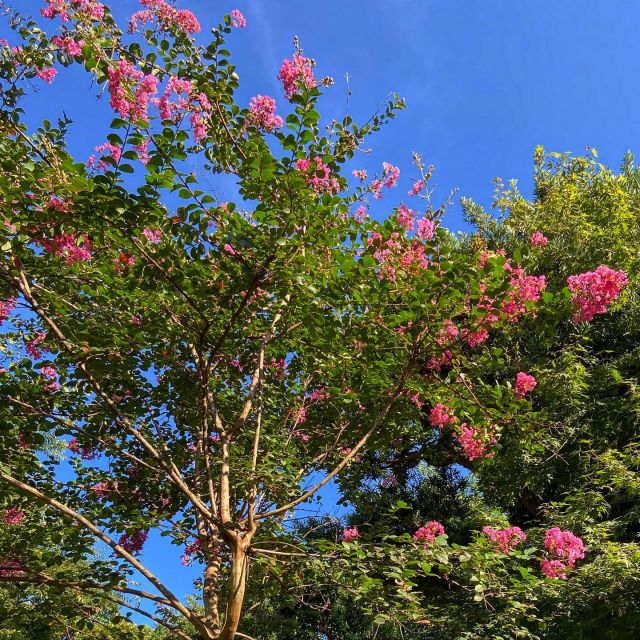 当館の庭園の中心には満開の鮮やかなピンクに色づいたサルスベリ（別名:百日紅）が咲いています。

周りの木々の中で堂々と咲くその姿はとても華やかです。

#和み月 #大分旅行 #別府旅館 #庭園 #秋晴れ #さるすべり #百日紅