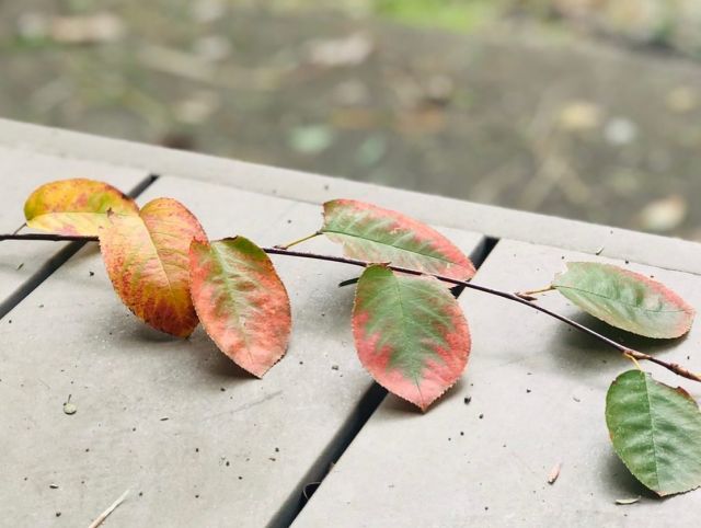 和み月の庭園も秋の装いに。
紅葉を見ながらお食事をお愉しみください。

----------

#和み月 #大分 #別府
#温泉 #別府温泉
#露天風呂付き客室 
#大分観光 #九州旅行
#九州観光 #旅館 #旅館ご飯 
#紅葉 #ピラカンサ 
#oita #beppu #onsen
#instatravel #japantrip
#japanesefood
#japaneseculture
#kyushu #kyushutrip 
#autumnleaves 
----------